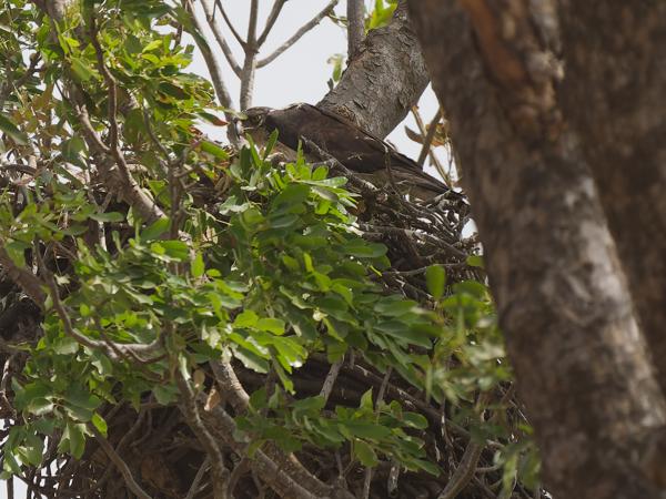 <h3><a href="/trips/gambia/biota/animalia/chordata/aves/017 accipitriformes/004 accipitridae/aquila spilogaster/aquila spilogaster-nl.html">Aquila&nbsp;spilogaster</a> / African&nbsp;hawk‑eagle / Afrikaanse&nbsp;havikarend</h3>OM-1 Mark II met OLYMPUS M.150-400mm F4.5, 1/2000 sec  bij F4.5, ISO 500, afstand 71.8&nbsp;m